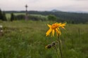 Symbolem CHKO Slavkovský les je ohrožená a chráněná prha arnika